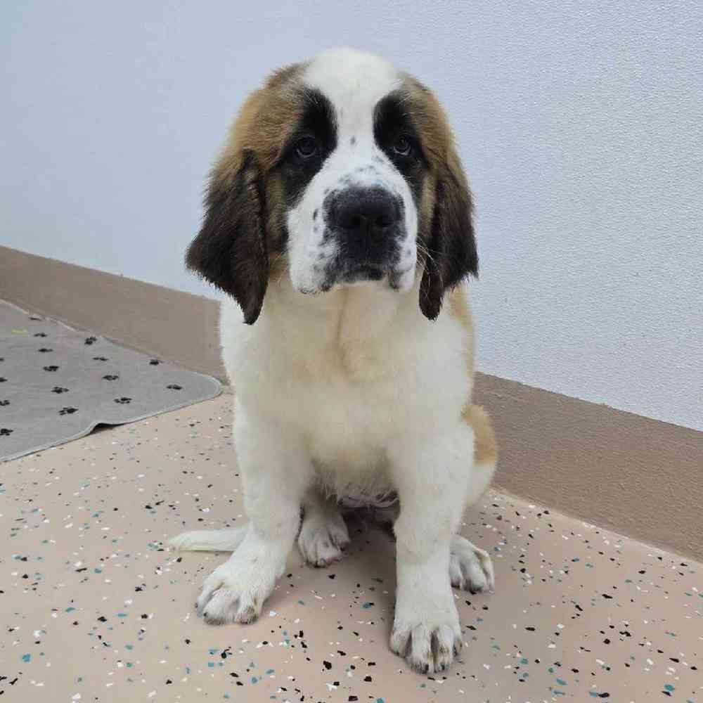 Female Saint Bernard Puppy for Sale in Virginia Beach, VA