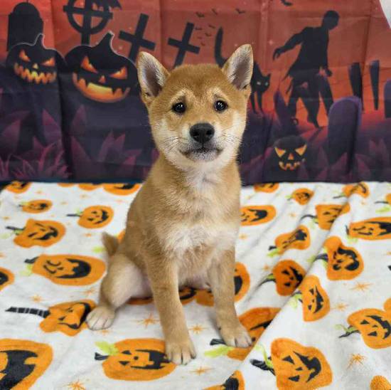Shiba Inu