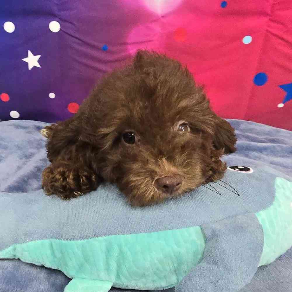 Male Mini Aussiedoodle Puppy for Sale in Virginia Beach, VA