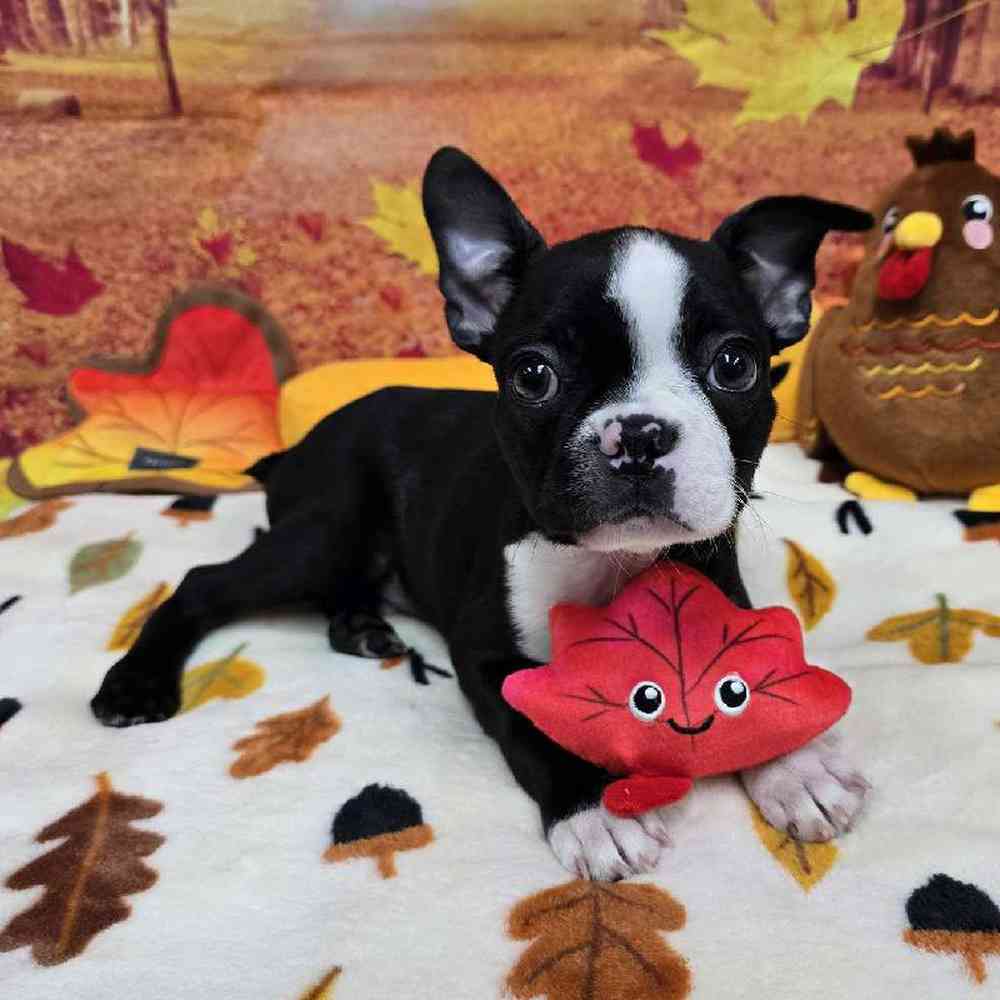 Male Boston Terrier Puppy for Sale in Virginia Beach, VA