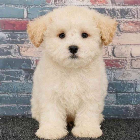 Maltipoo