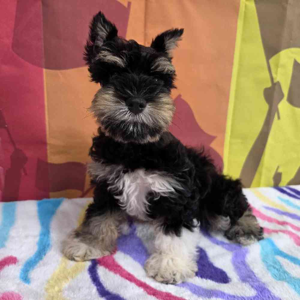 Male Mini Schnauzer Puppy for Sale in Virginia Beach, VA