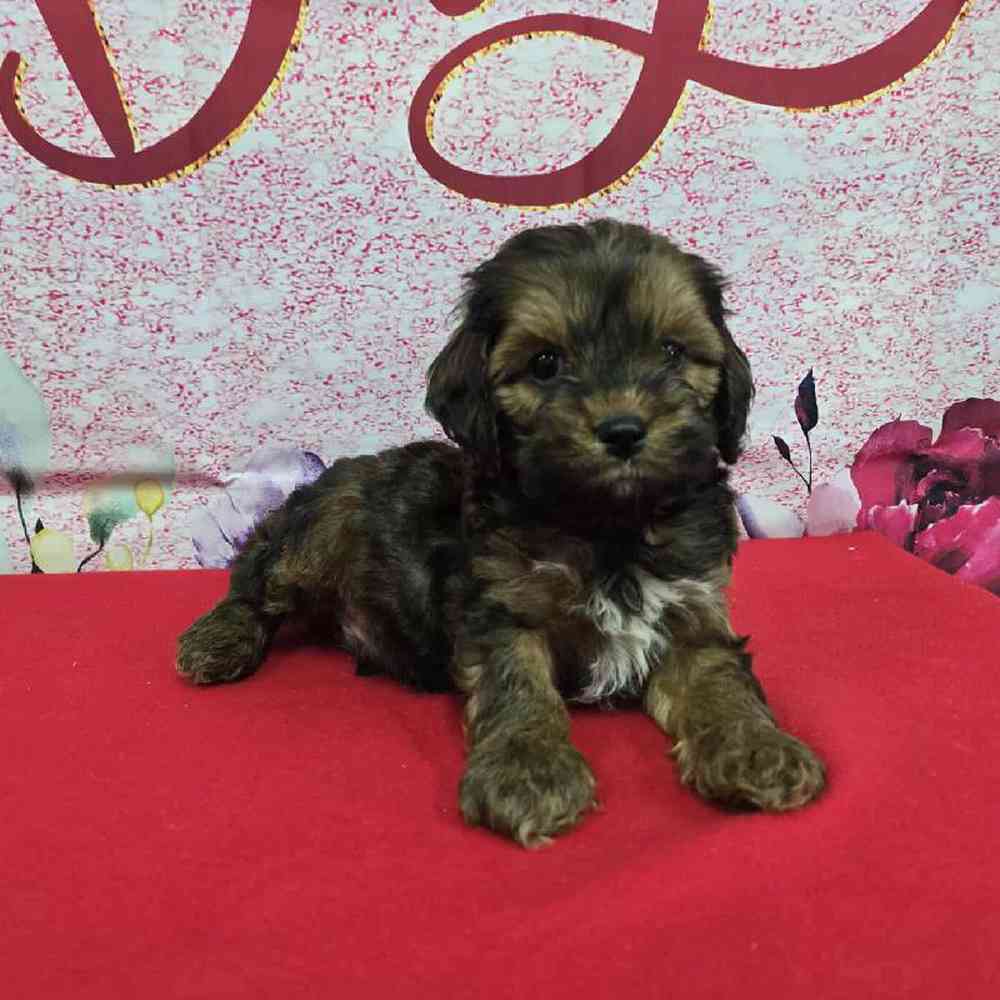 Male Cockapoo Puppy for Sale in Virginia Beach, VA