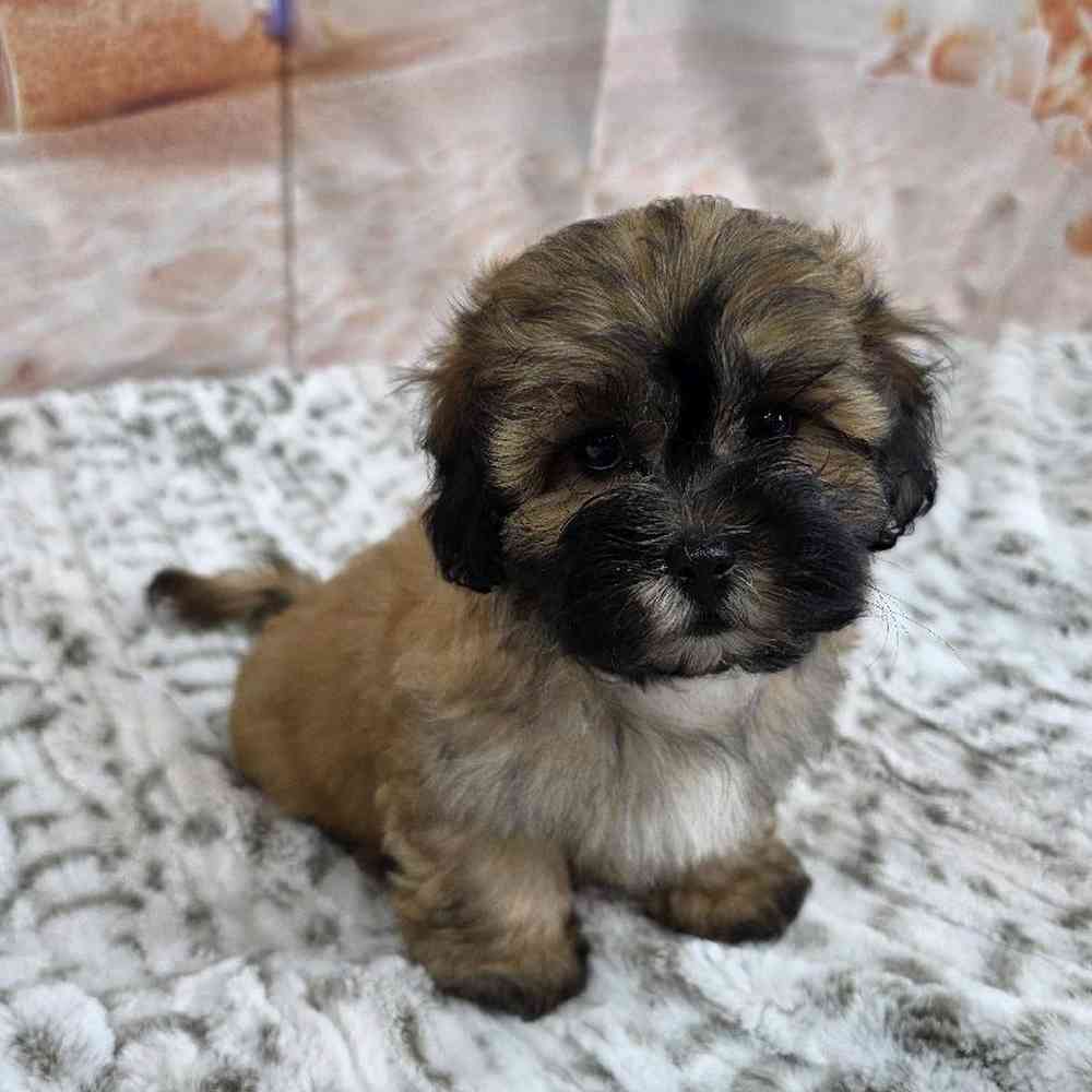 Male Bichonpoo Puppy for Sale in Virginia Beach, VA