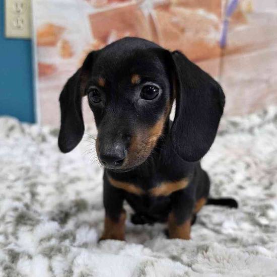 Dachshund