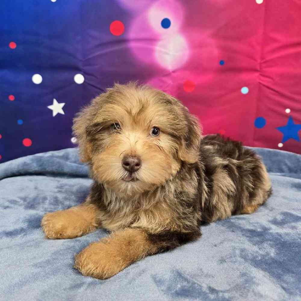 Male Yorkie-Poo Puppy for Sale in Virginia Beach, VA