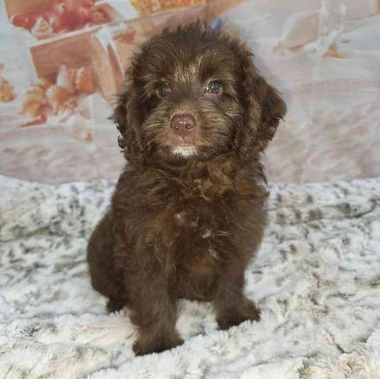 Cavapoo
