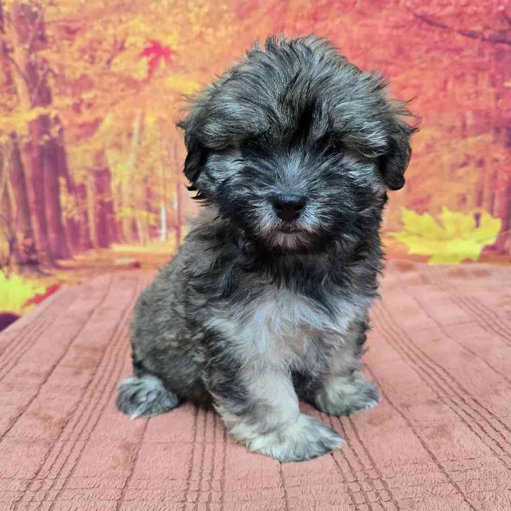 Male Havanese Puppy for Sale in Virginia Beach, VA