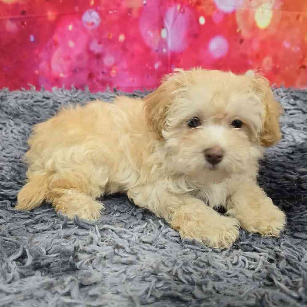 Male Havapoo Puppy for Sale in Virginia Beach, VA