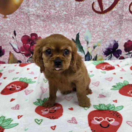 Cavalier King Charles Spaniel