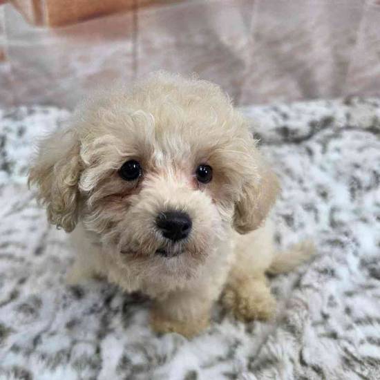Maltipoo