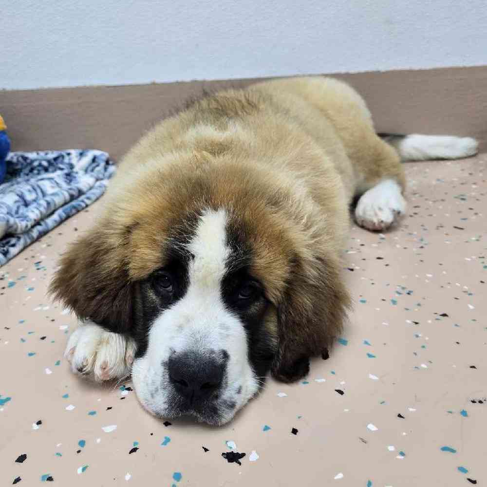 Male Saint Bernard Puppy for Sale in Virginia Beach, VA