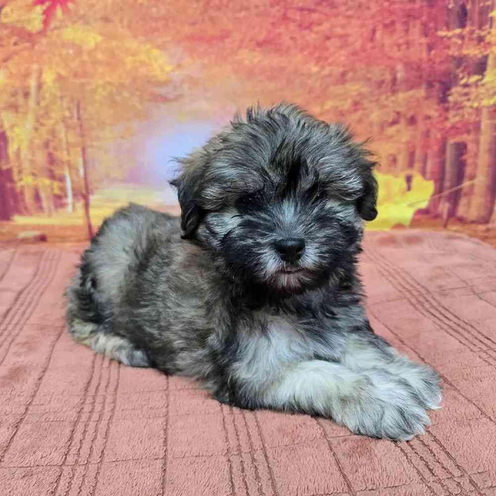 Male Havanese Puppy for Sale in Virginia Beach, VA