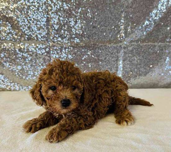 Cavapoo