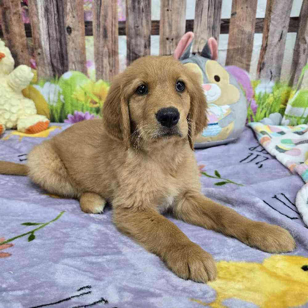 Image of a pet breed in the gallery