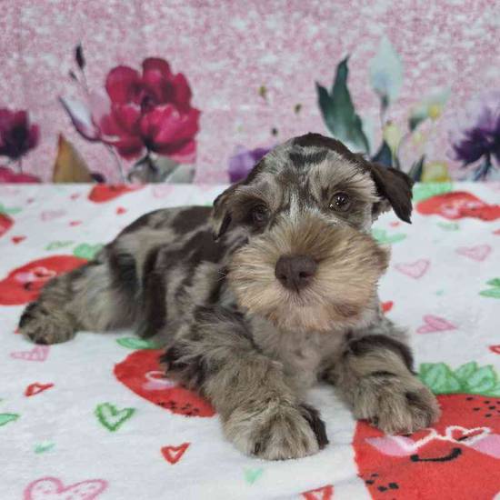 Mini Schnauzer