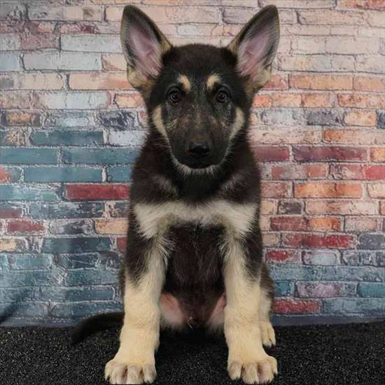 German Shepherd