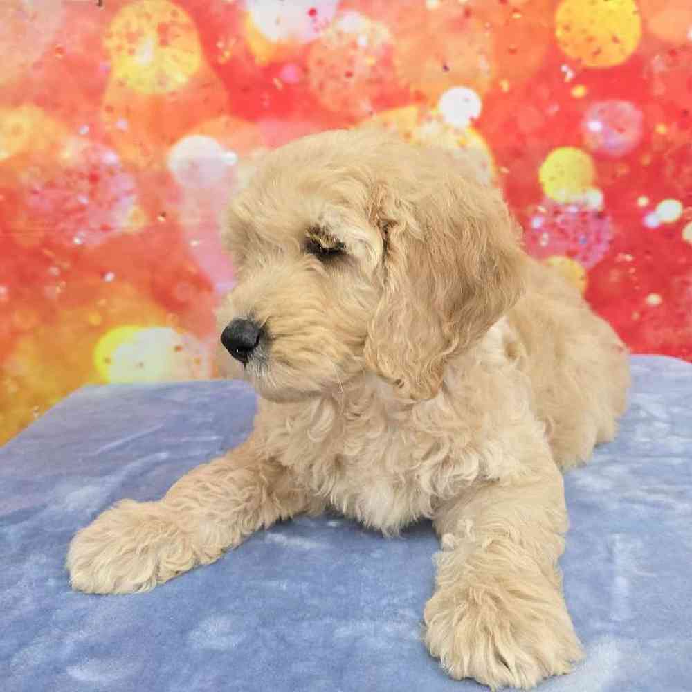 Male Moyen Poodle-Golden Retriever Puppy for Sale in Virginia Beach, VA