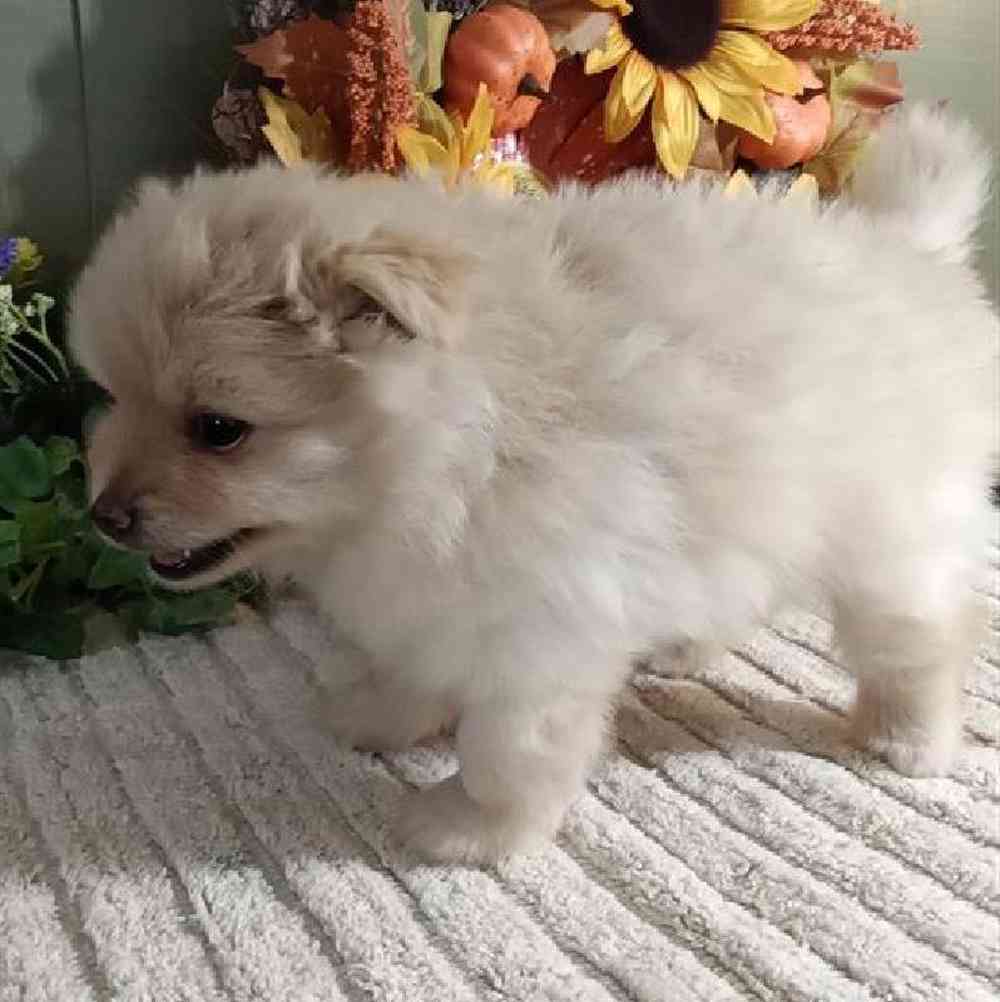 Male Pomeranian Puppy for Sale in Virginia Beach, VA