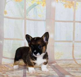 Pembroke Welsh Corgi
