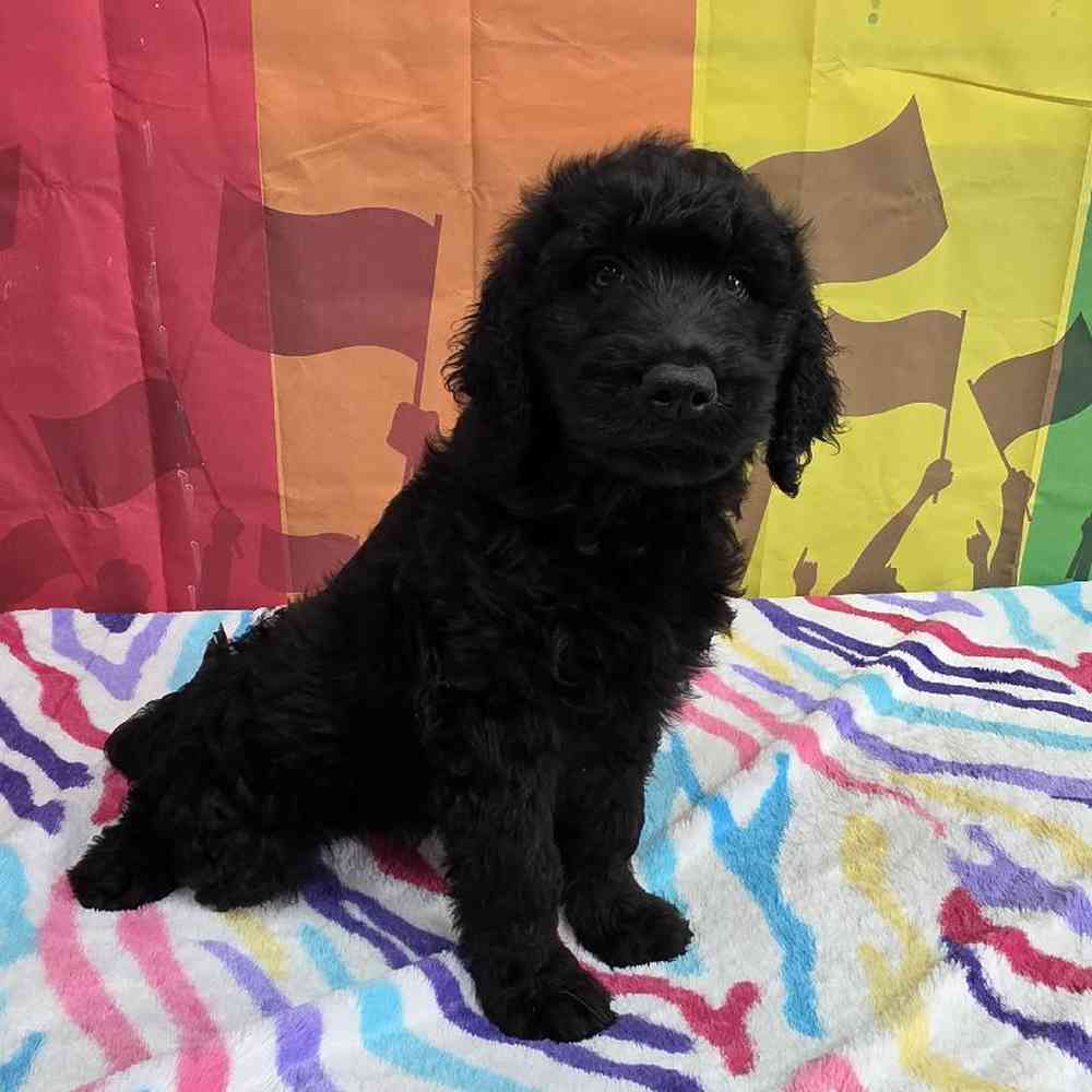 Female Goldendoodle Puppy for Sale in Virginia Beach, VA