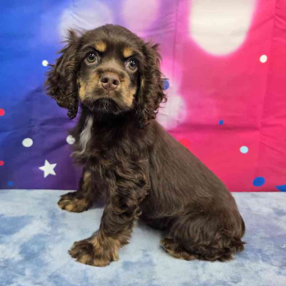 Female Cocker Spaniel Puppy for Sale in Virginia Beach, VA