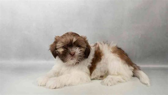 Shih Tzu