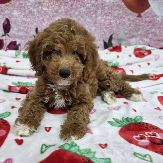 Mini Goldendoodle