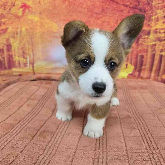 Pembroke Welsh Corgi