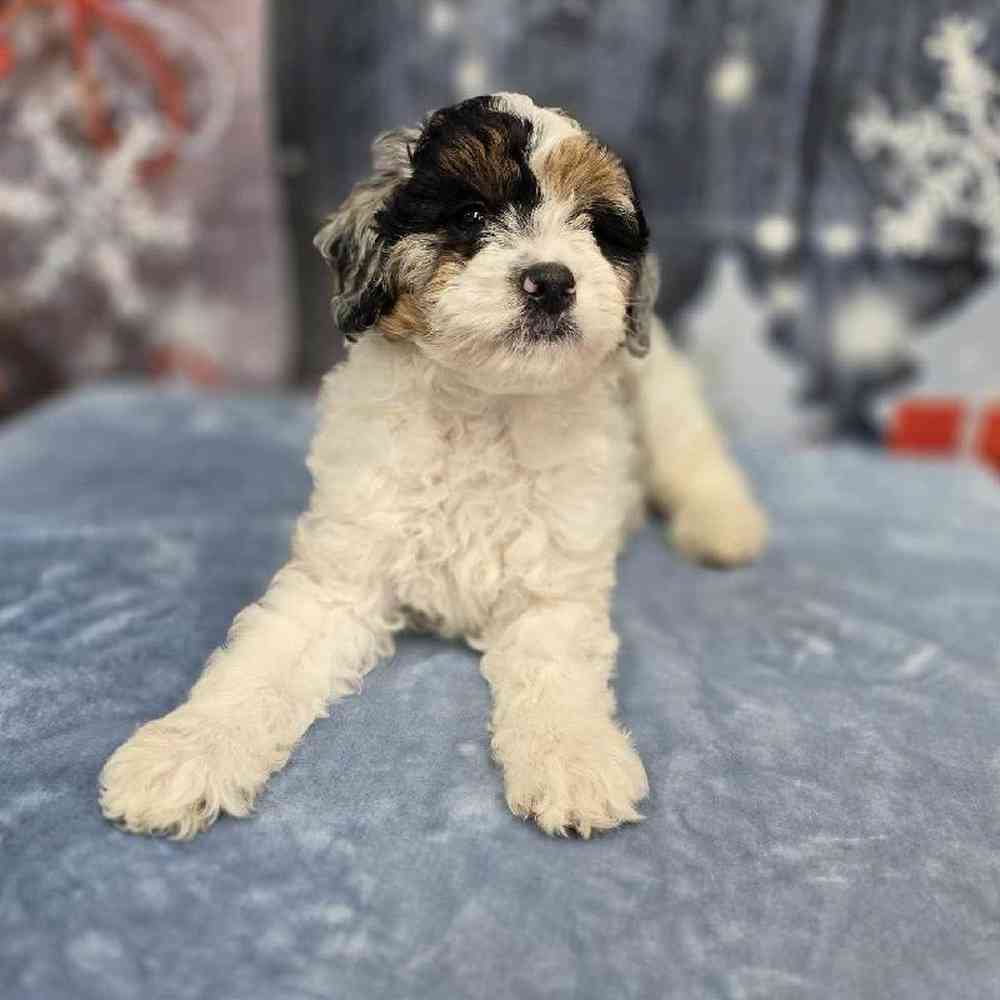 Male Mini Bernadoodle Puppy for Sale in Virginia Beach, VA