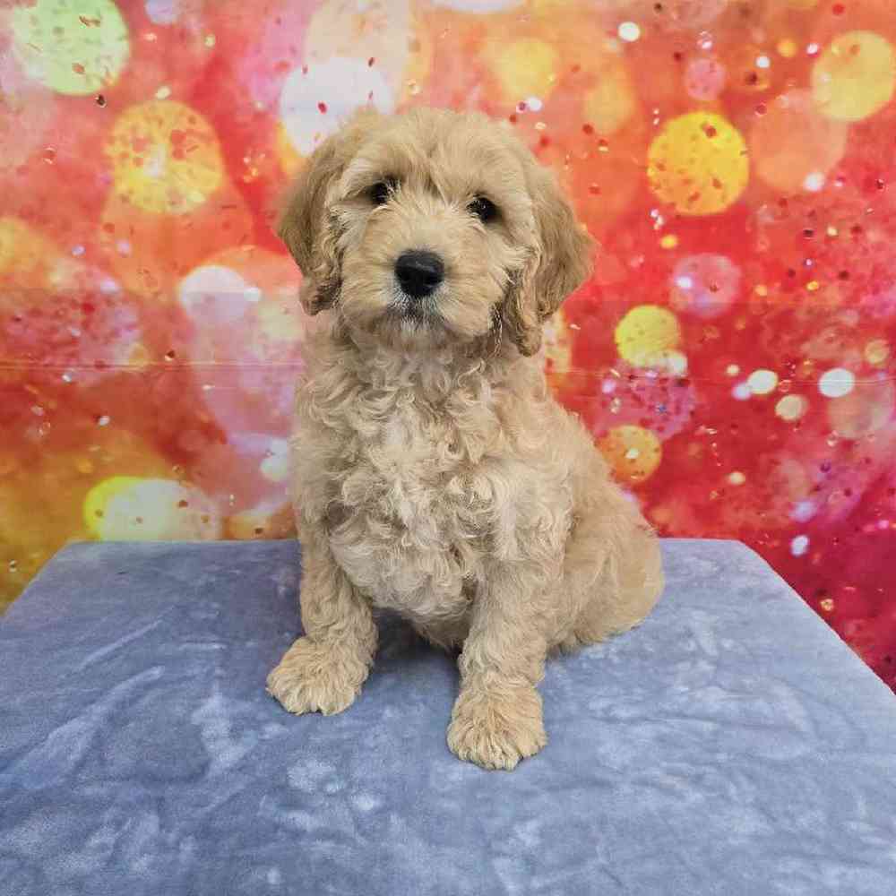 Male Moyen Poodle-Golden Retriever Puppy for Sale in Virginia Beach, VA