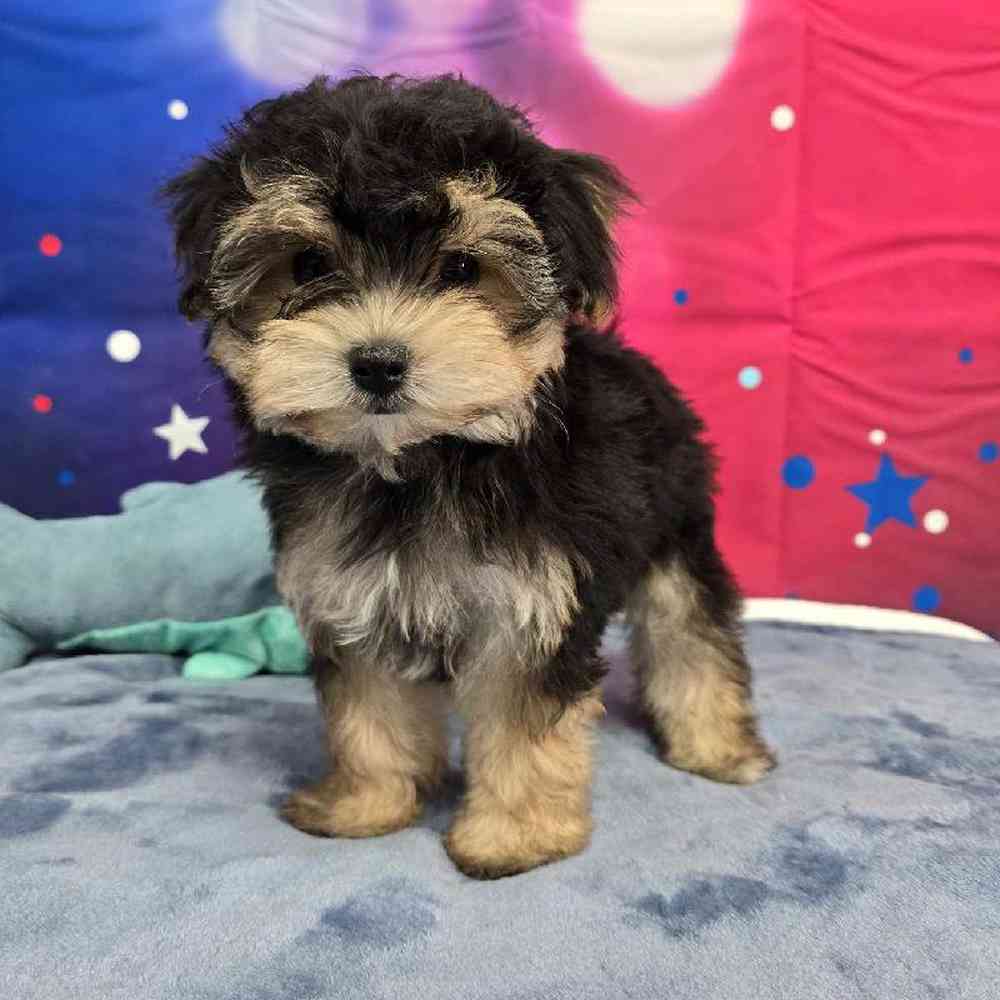 Male Morkie Puppy for Sale in Virginia Beach, VA