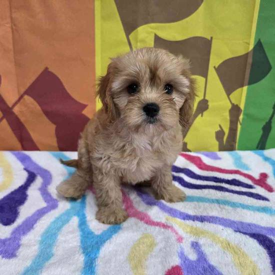 Cavapoo