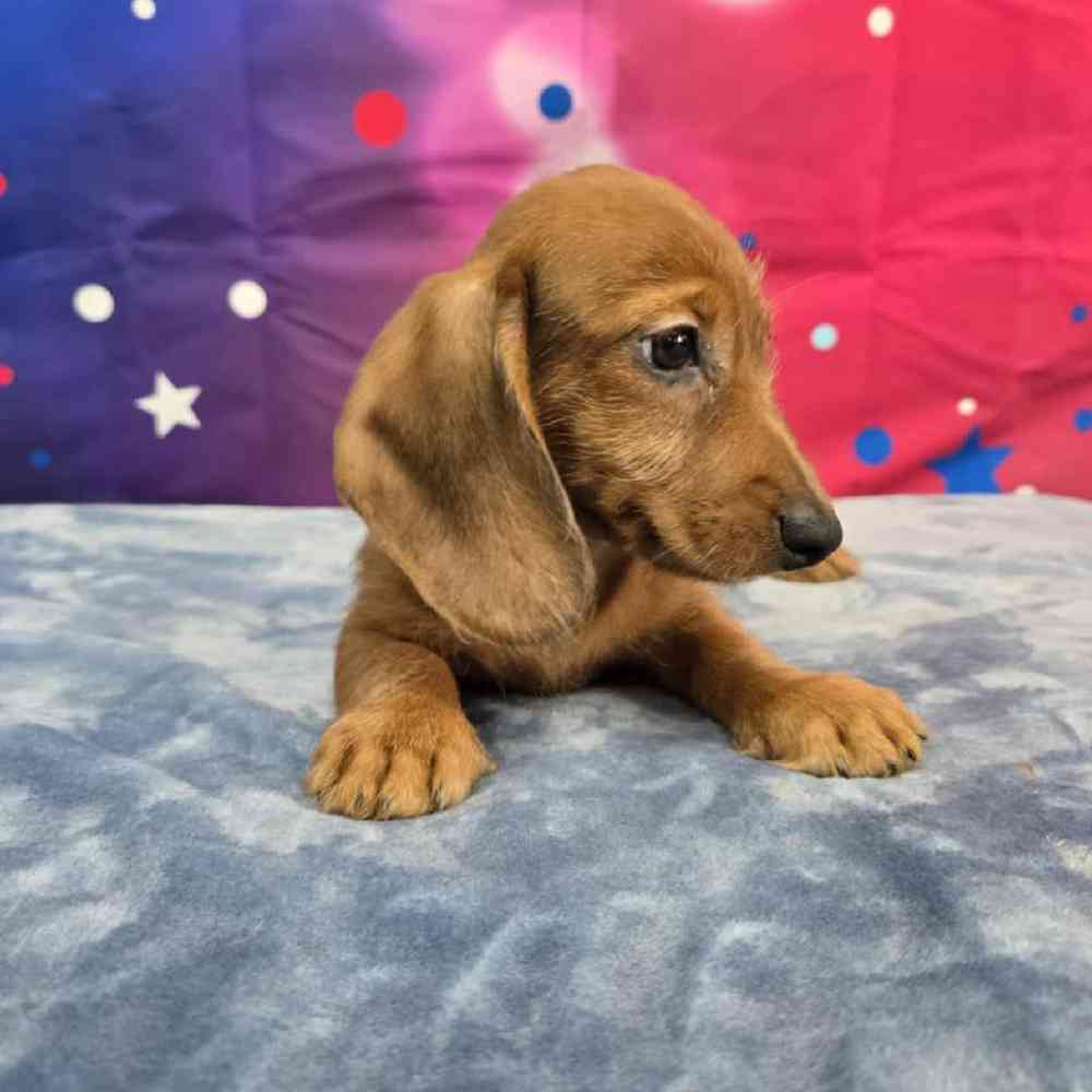 Male Dachshund Puppy for Sale in Virginia Beach, VA