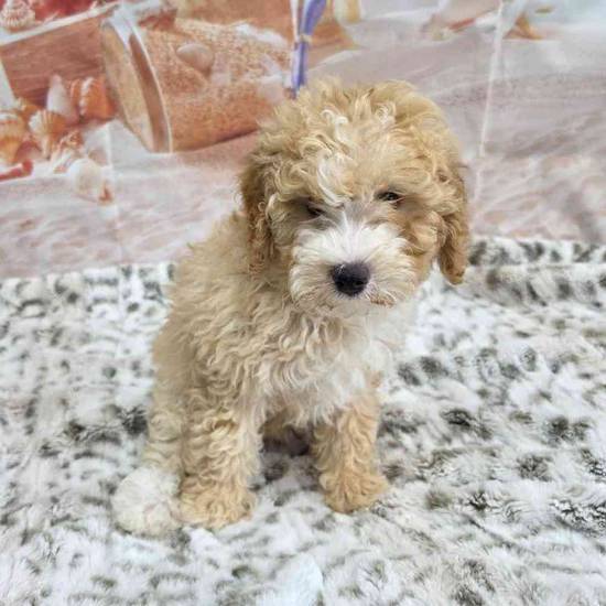 Mini Goldendoodle