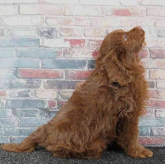Cavapoo