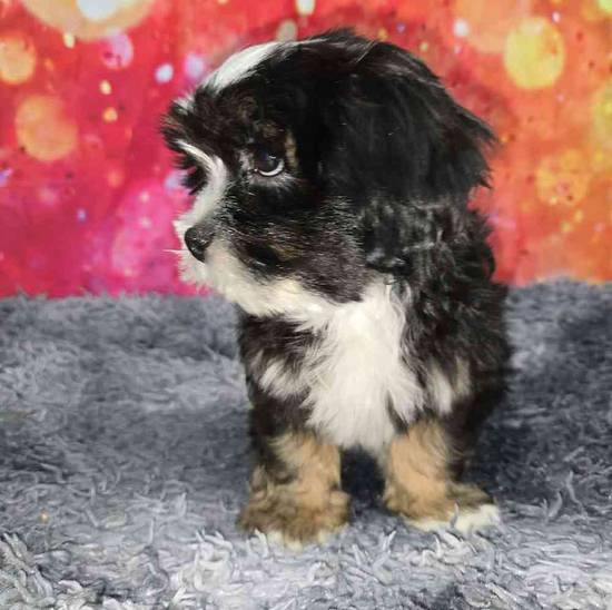 Lhasa Apso