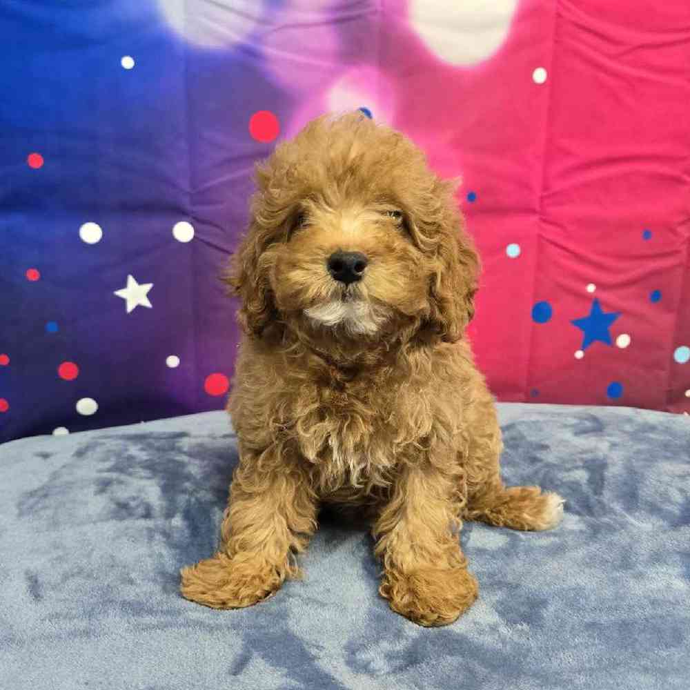 Female Mini Poodle Puppy for Sale in Virginia Beach, VA