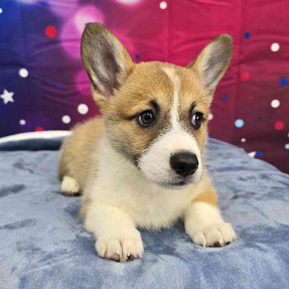 Female Pembroke Welsh Corgi Puppy for Sale in Virginia Beach, VA