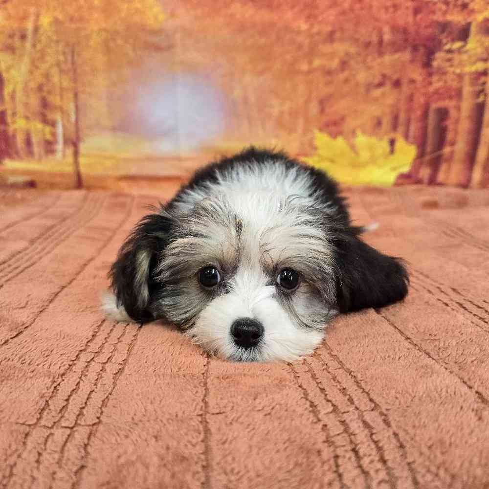 Male Chinese Crested Puppy for Sale in Virginia Beach, VA