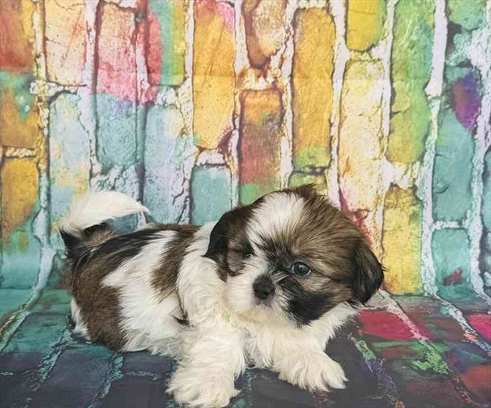 Image of a pet breed in the gallery