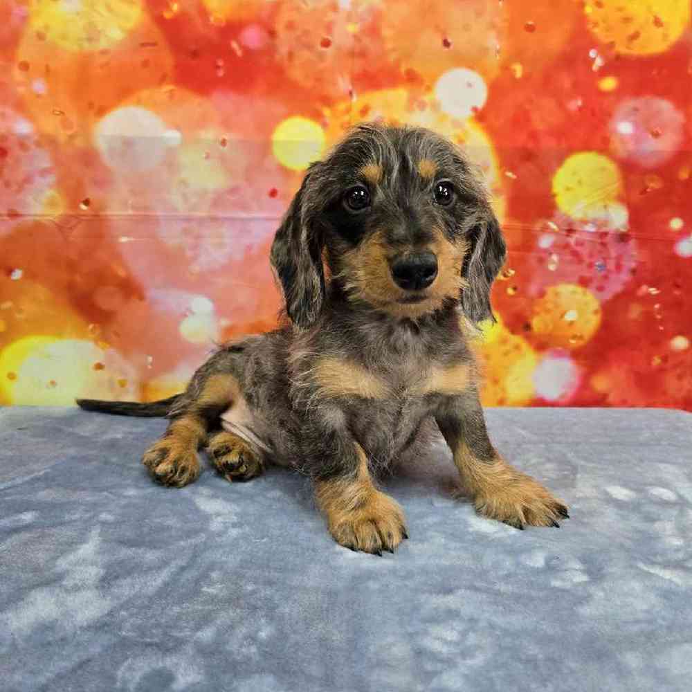 Male Dachshund Puppy for Sale in Virginia Beach, VA