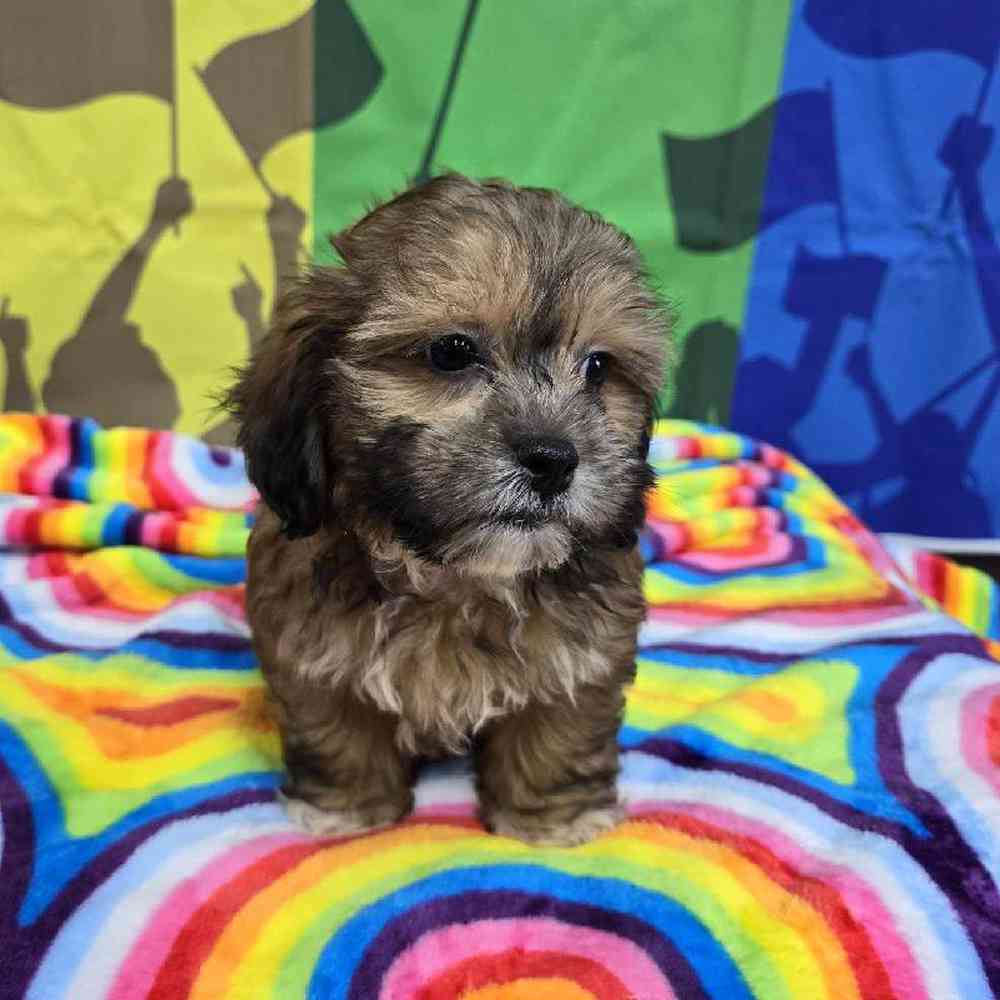 Male Shipoo Puppy for Sale in Virginia Beach, VA