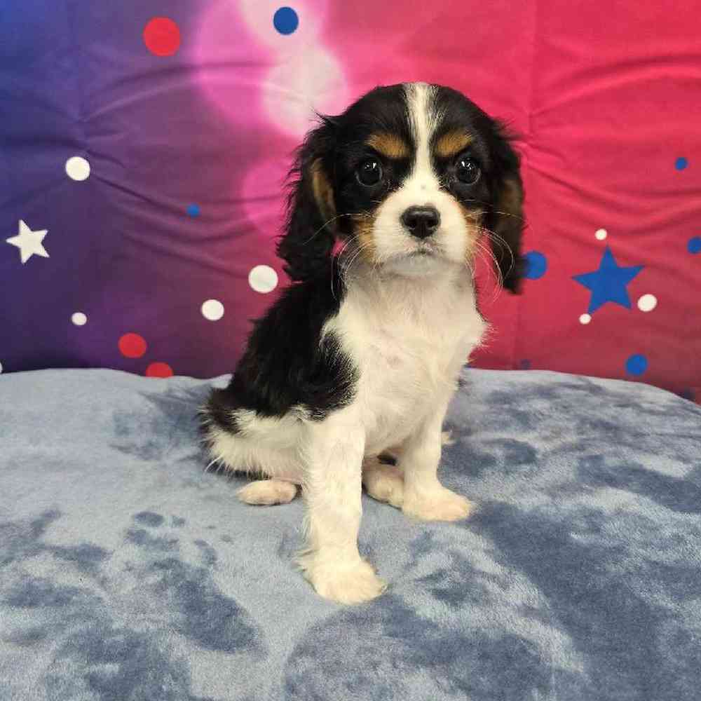 Male Cavalier King Charles Spaniel Puppy for Sale in Virginia Beach, VA