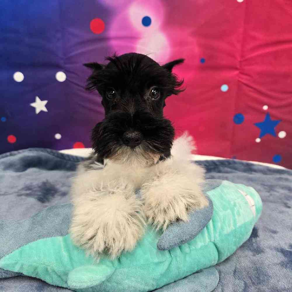 Male Mini Schnauzer Puppy for Sale in Virginia Beach, VA