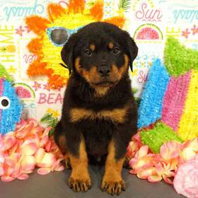 Rottweiler