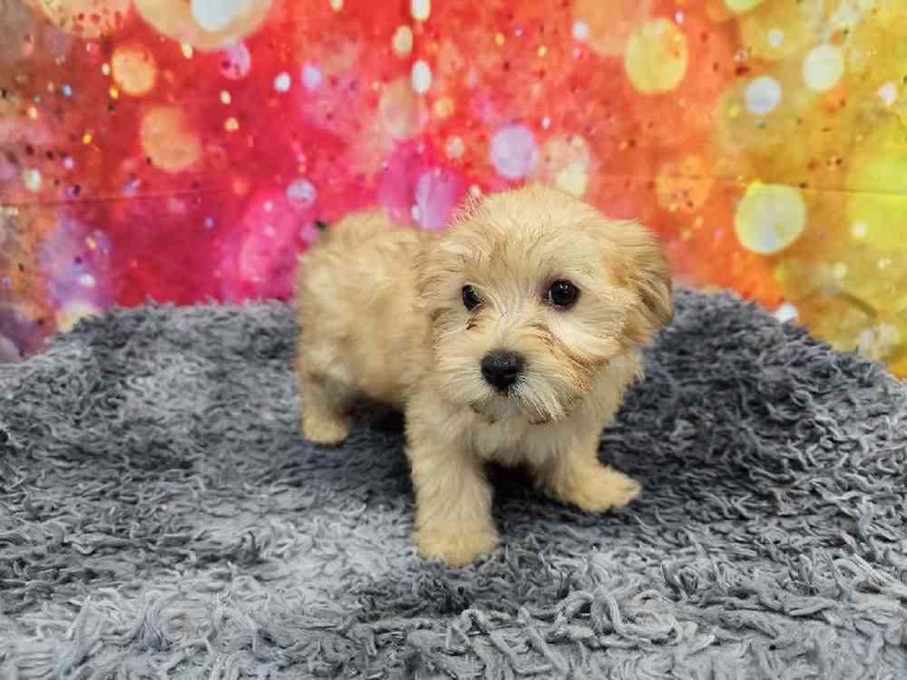Female Morkie Puppy for Sale in Virginia Beach, VA