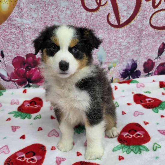 Miniature American Shepherd