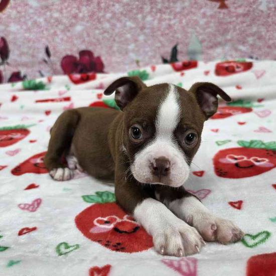 Boston Terrier