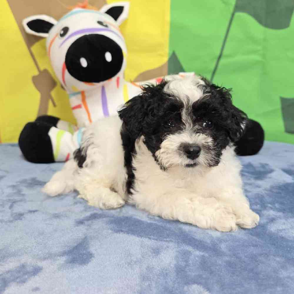 Male Maltipoo Puppy for Sale in Virginia Beach, VA